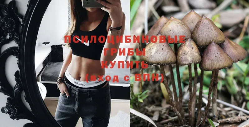 Галлюциногенные грибы Psilocybe  хочу   Заинск 